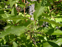 Cornus sericea subsp. occidentalis (Torr. & A. Gray) Fosberg resmi