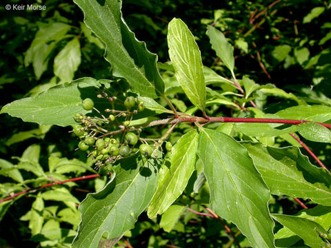 Imagem de Cornus sericea subsp. occidentalis (Torr. & A. Gray) Fosberg