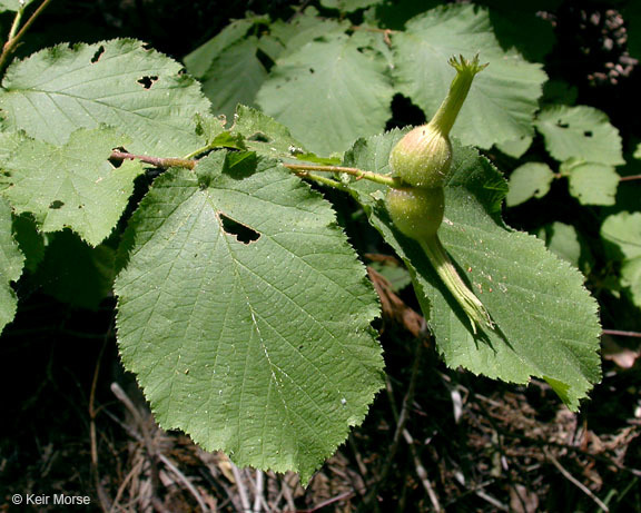 Image of Western Beaked Hazel