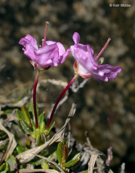 Imagem de Kalmia polifolia Wangenh.