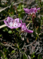 Imagem de Kalmia polifolia Wangenh.