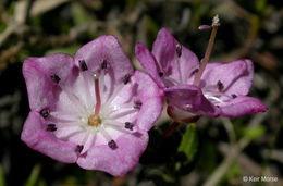 Imagem de Kalmia polifolia Wangenh.