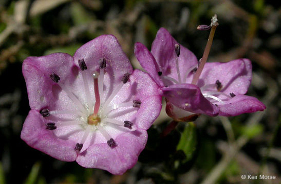 Image of bog laurel