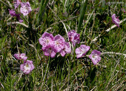 Imagem de Kalmia polifolia Wangenh.