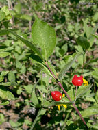 Image of purpleflower honeysuckle