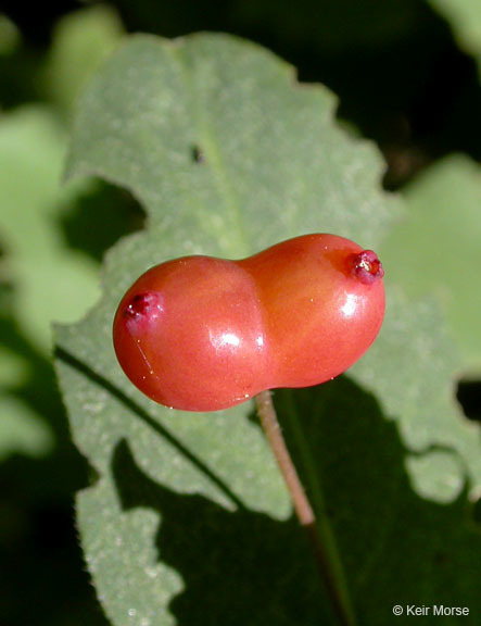 Image of purpleflower honeysuckle