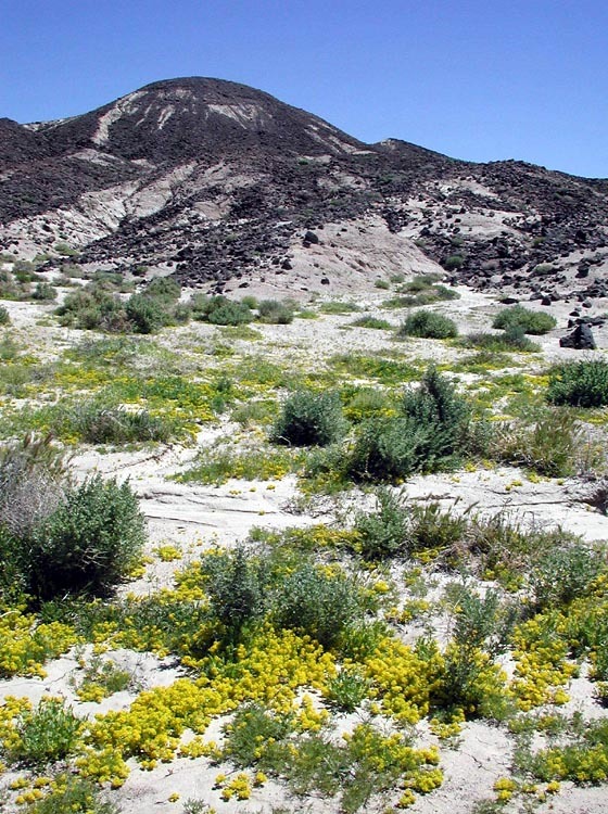 Image of yellow pepperweed