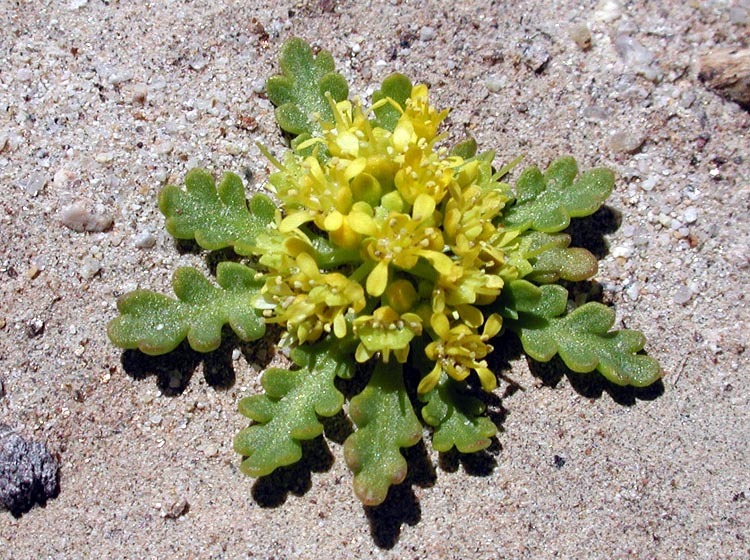 Sivun Lepidium flavum Torr. kuva