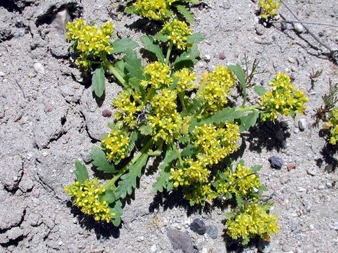 Imagem de Lepidium flavum Torr.