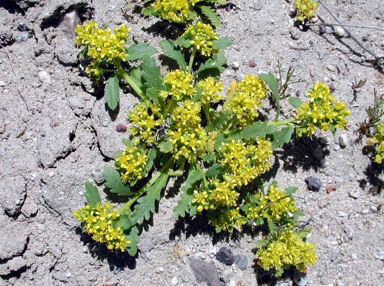 Sivun Lepidium flavum Torr. kuva