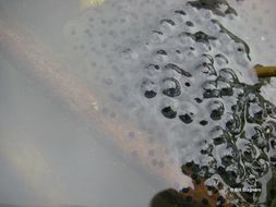 Image of California Red-legged Frog