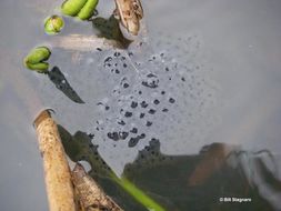 Image of California Red-legged Frog