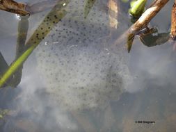 Image of California Red-legged Frog