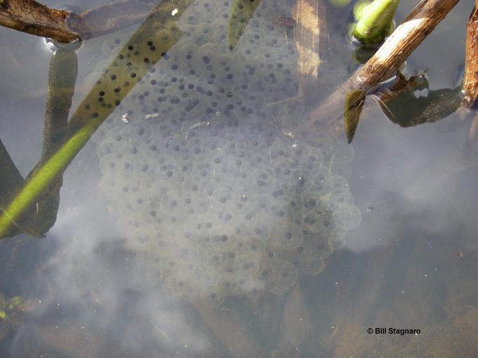 Image of California Red-legged Frog