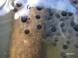 Image of California Red-legged Frog