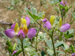 Image of harlequin annual lupine