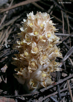 Image of fringed pinesap
