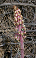 Image of woodland pinedrops