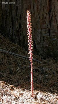 Image of woodland pinedrops