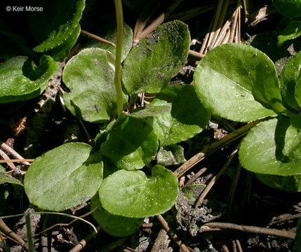 Image of common wintergreen