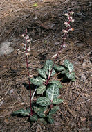 Image of whiteveined wintergreen