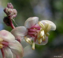 Image of whiteveined wintergreen