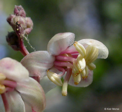 Image of whiteveined wintergreen