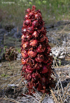 Image of snowplant