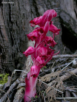 Image of snowplant