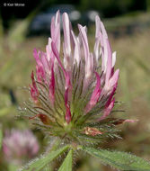 Image of rose clover