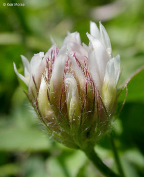 Image of Hansen's clover