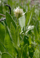 Image of Hansen's clover