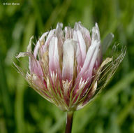 Image of Hansen's clover