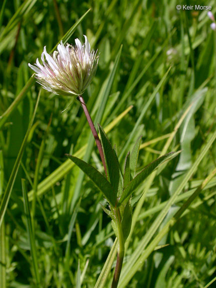 Image of Hansen's clover