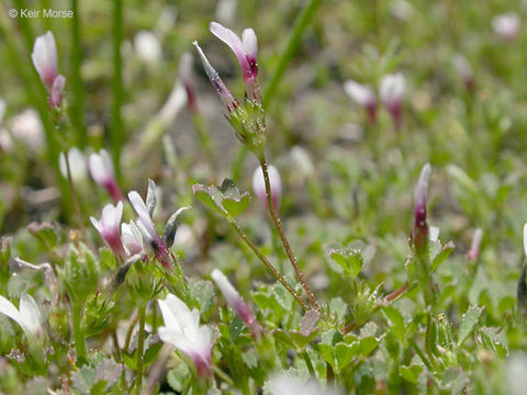 Image de <i>Trifolium variegatum</i> var. <i>geminiflorum</i>