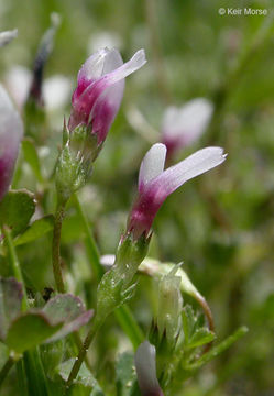 Image of <i>Trifolium variegatum</i> var. <i>geminiflorum</i>