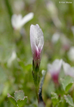 <i>Trifolium variegatum</i> var. <i>geminiflorum</i>的圖片