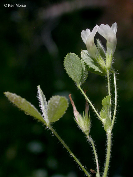 Imagem de Trifolium monanthum var. parvum (Kellogg) McDermott