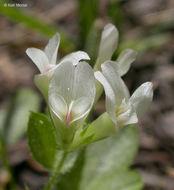 Image de Trifolium monanthum var. parvum (Kellogg) McDermott