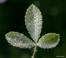 Image de Trifolium monanthum var. parvum (Kellogg) McDermott