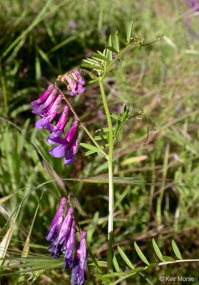 Vicia villosa subsp. varia (Host) Corb.的圖片