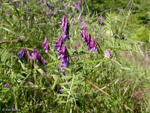 Imagem de Vicia villosa subsp. varia (Host) Corb.