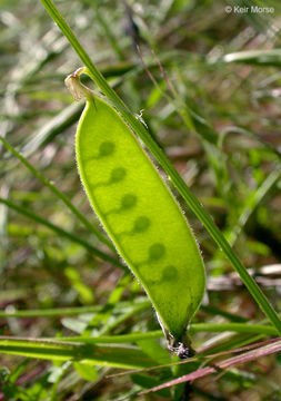 Vicia villosa subsp. varia (Host) Corb.的圖片