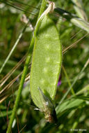 Image of Fodder Vetch