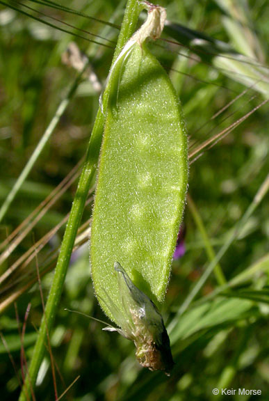 Vicia villosa subsp. varia (Host) Corb.的圖片