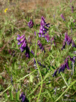 Image of Fodder Vetch