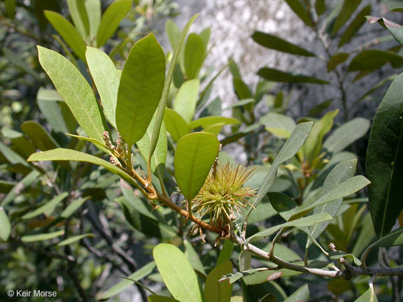 Image of bush chinquapin