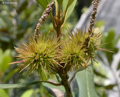 Image of bush chinquapin