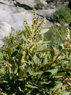 Image of bush chinquapin
