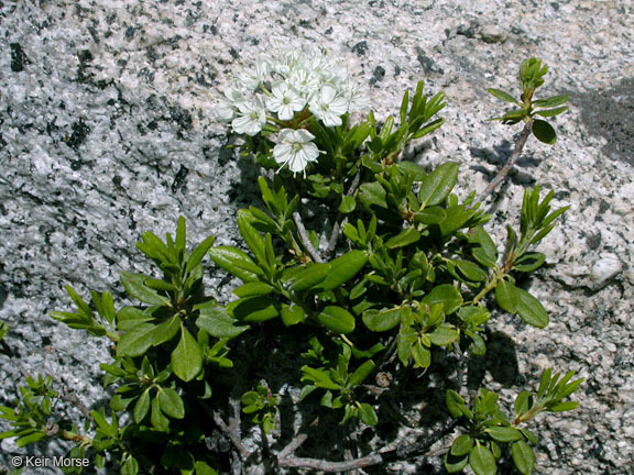 Image de Rhododendron columbianum (Piper) Harmaja